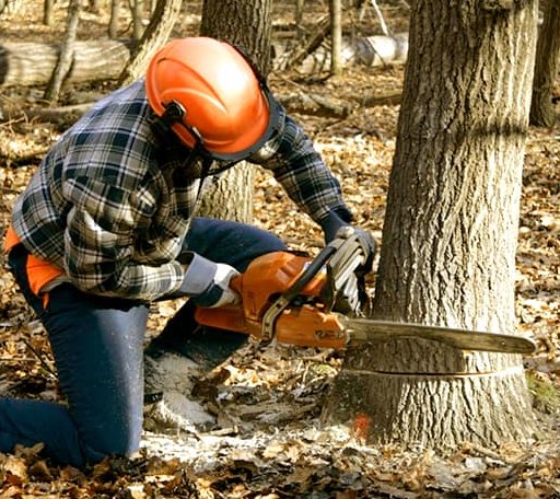 Tree Removal in Copper Hill, VA